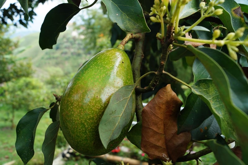 Avocado and Mango